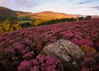 FHR-scan-0070  Heather moorland in bloom, Glen Esk, Scotland : FHR-scan-0070, Niall Benvie, Heather moorland in bloom, Glen Esk, Scotland, Europe, Scotland, Angus, Glen Esk, glacial features deposition vegetation, horizontal, calm peaceful colourful, purple, managed, grouse shooting upland management grazing, heather moor valley birch wood upland, 2005, August, summer, evening, Highlands