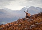 Scottish wilderness, wild stag  Scottish wilderness, wild stag